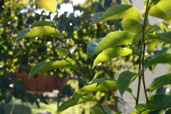 SONY DSC