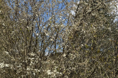 IMG_0296
